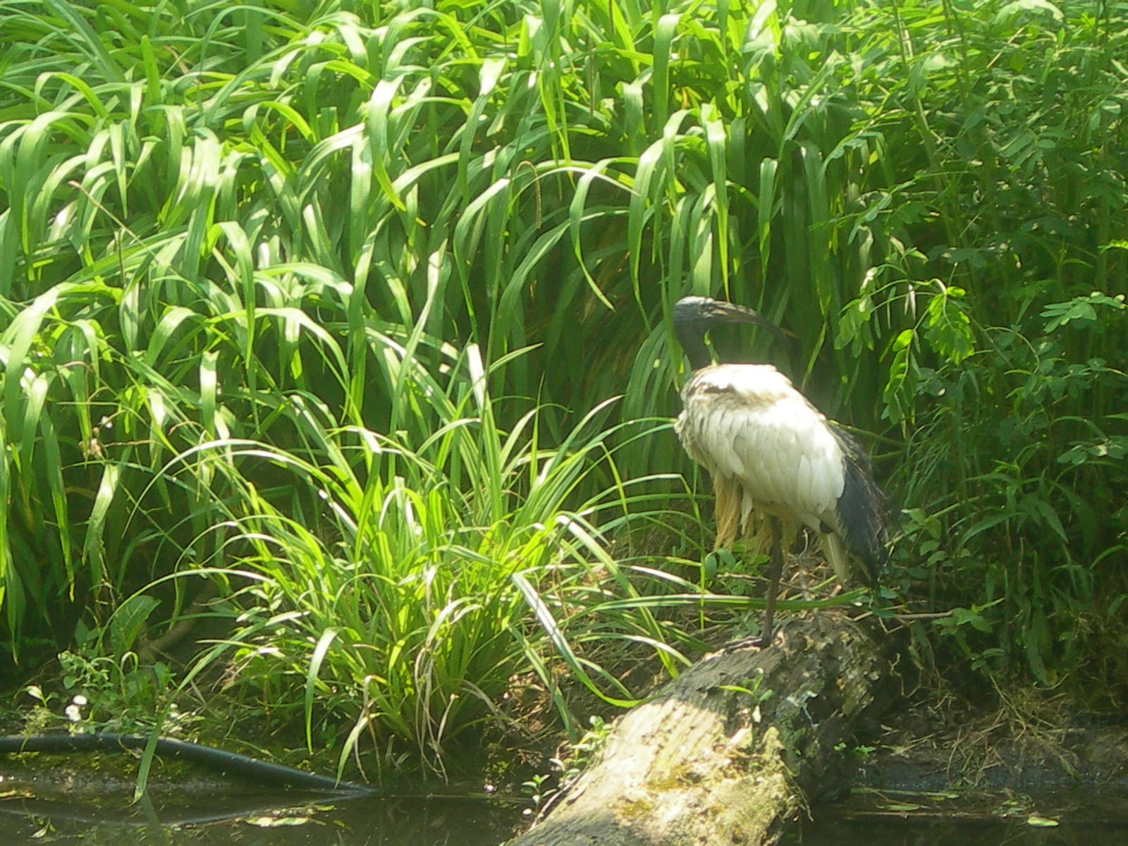 what type of bird is this?