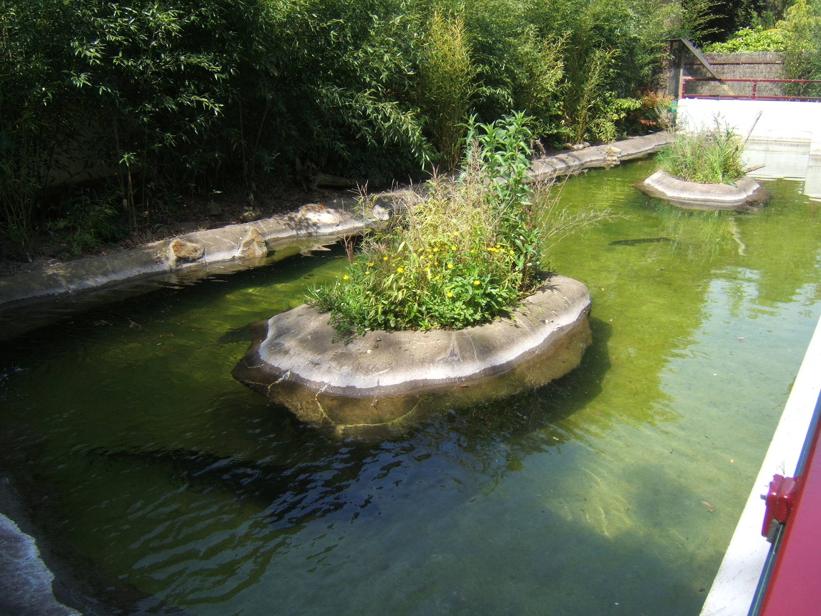 What used to be the outdoor Chinese Alligator enclosure