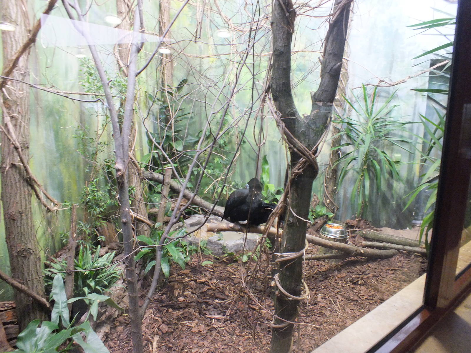 What was Egyptian Fruit Bat enclosure but is now home to a Blyth's Hornbill