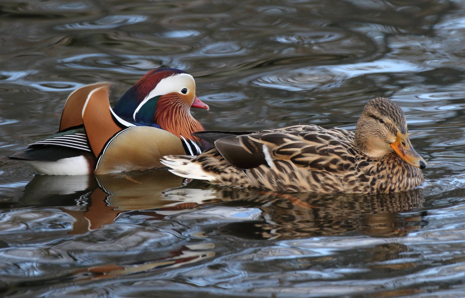 What Will Their Offspring Look Like?