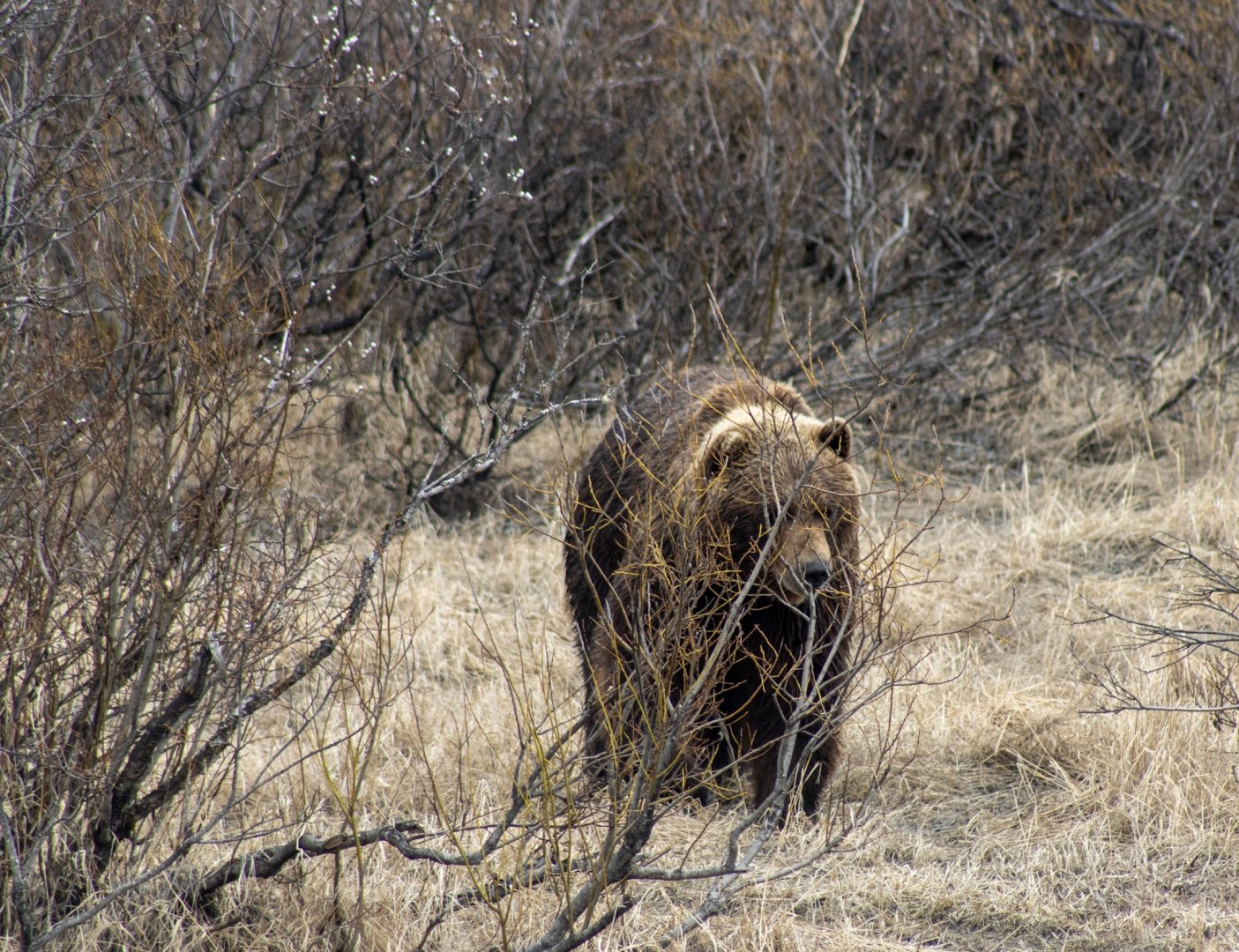 What would be an absolutely heart-stopping sight anywhere but the AWCC