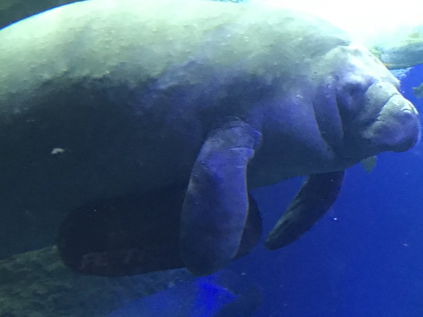 What you got there Mr. Manatee?