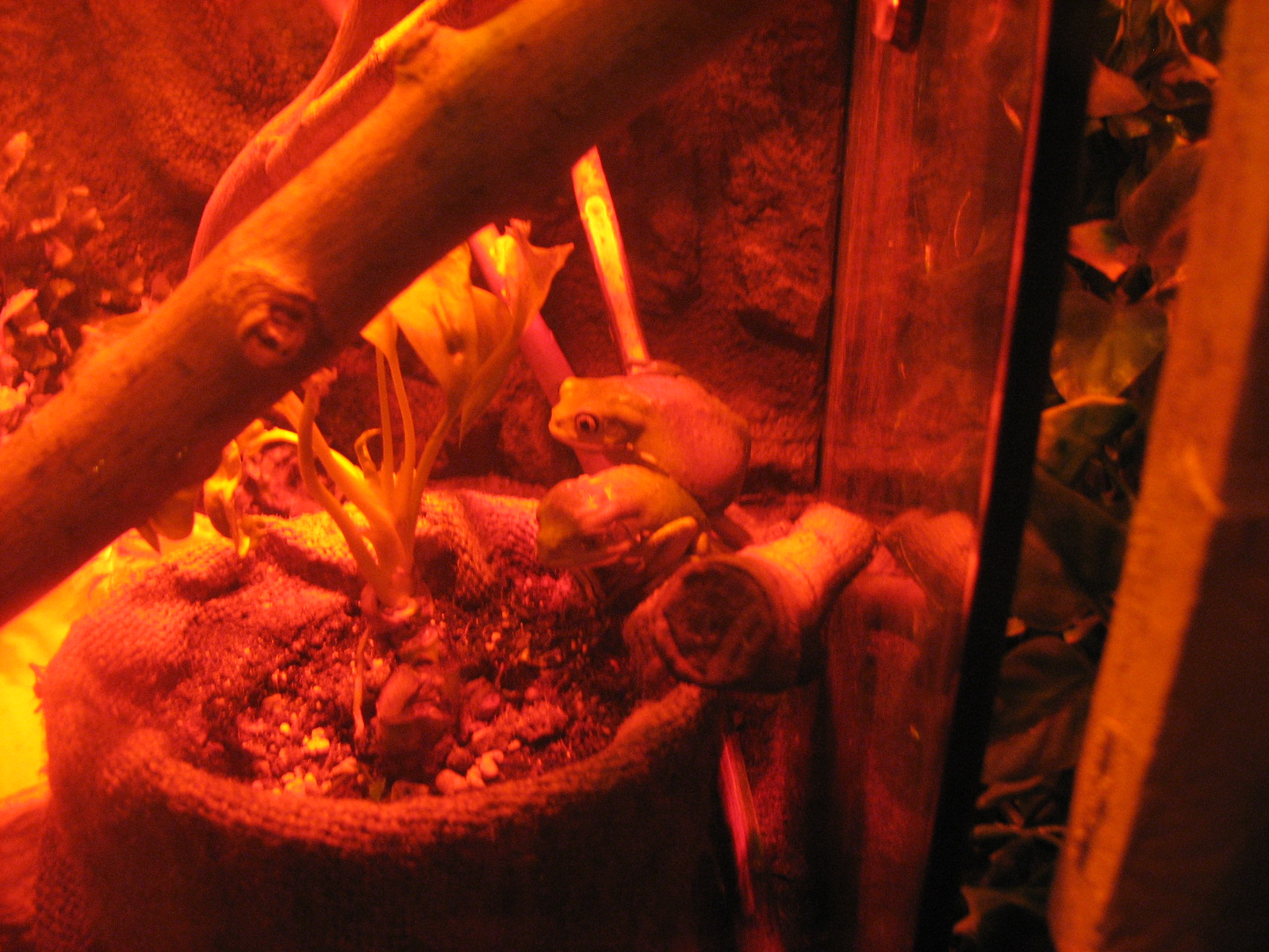 Whats In a Name - Waxy Monkey Frogs