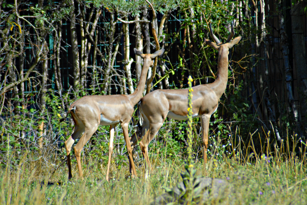 "What's that?" - Berlin Tierpark 2022