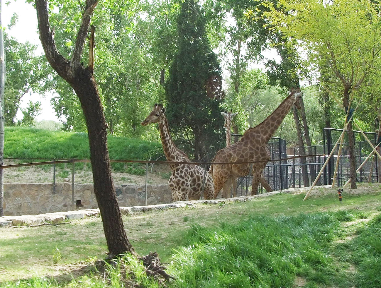 What's the subspecies of the left one