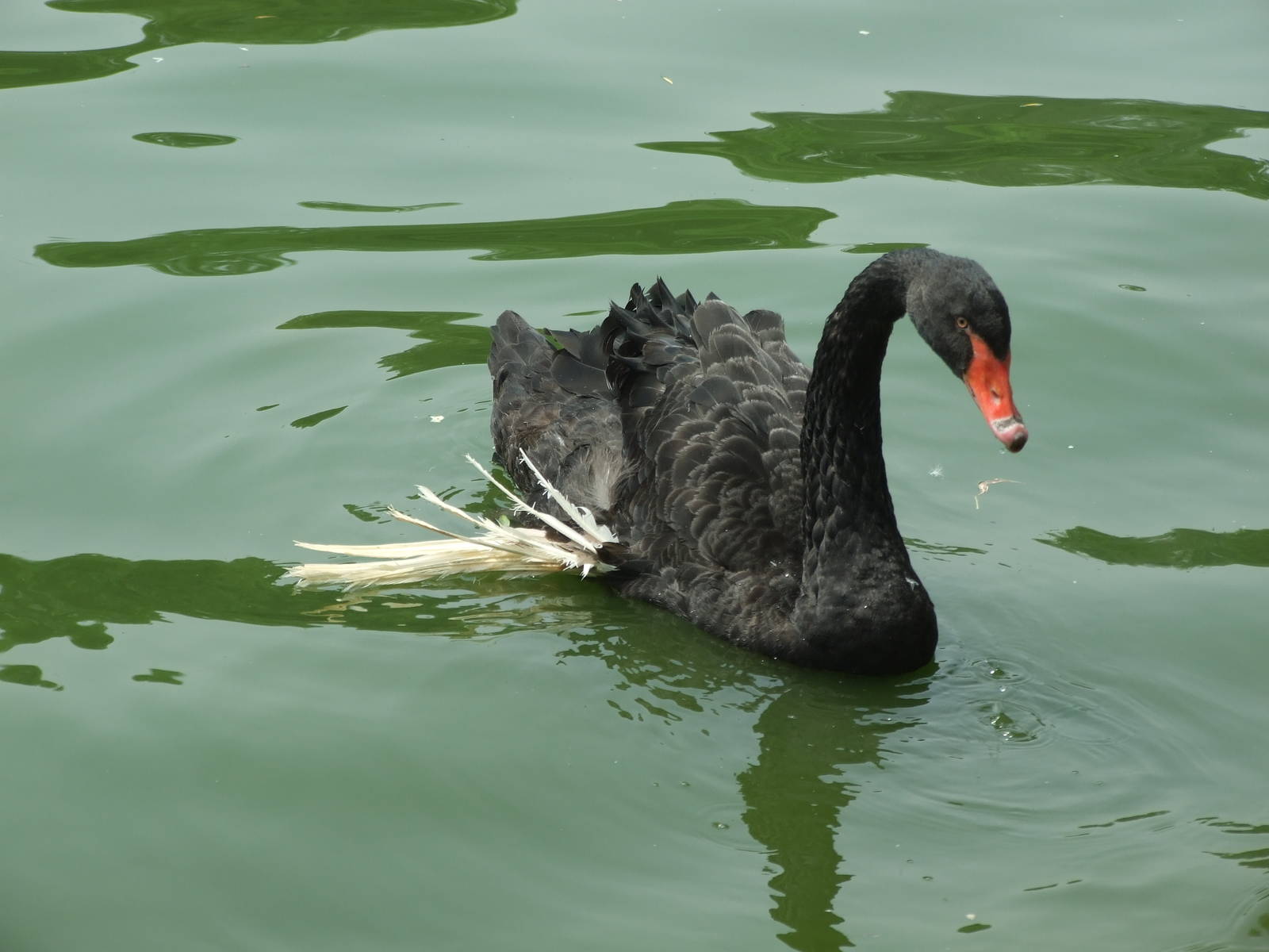 What's wrong with the wing