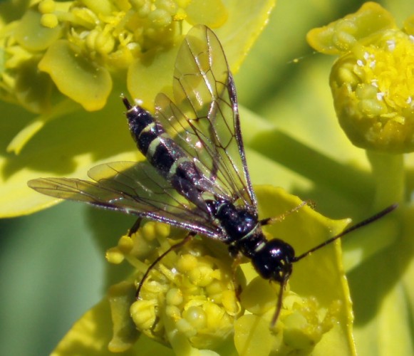 Wheat-stem Sawfly (Cephus pygmaeus)