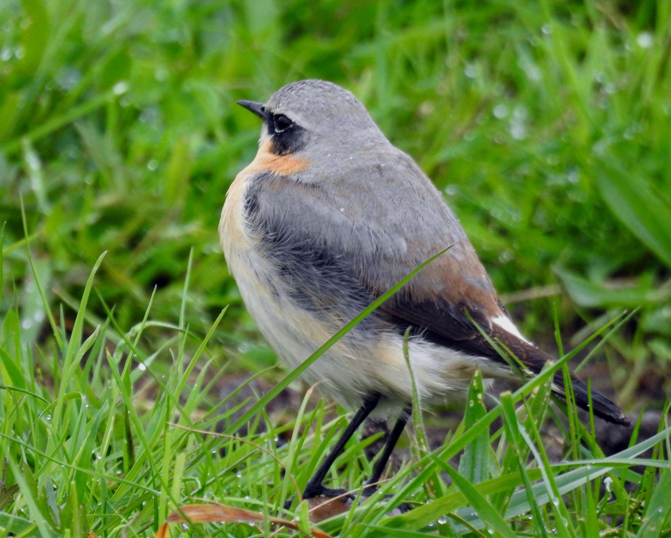Wheatear - Oenanthe oenanthe