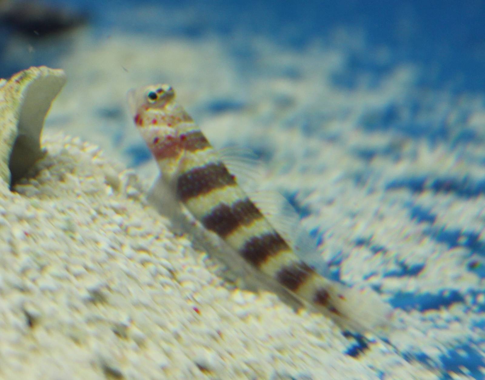 Wheeler's shrimp goby ( Amblyeleotris wheeleri )