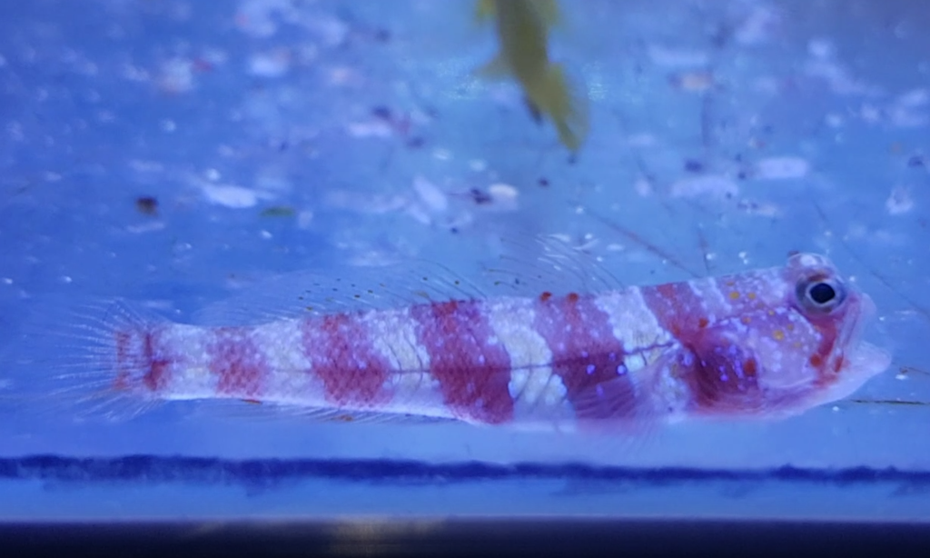 Wheeler's shrimp goby - Amblyeleotris wheeleri