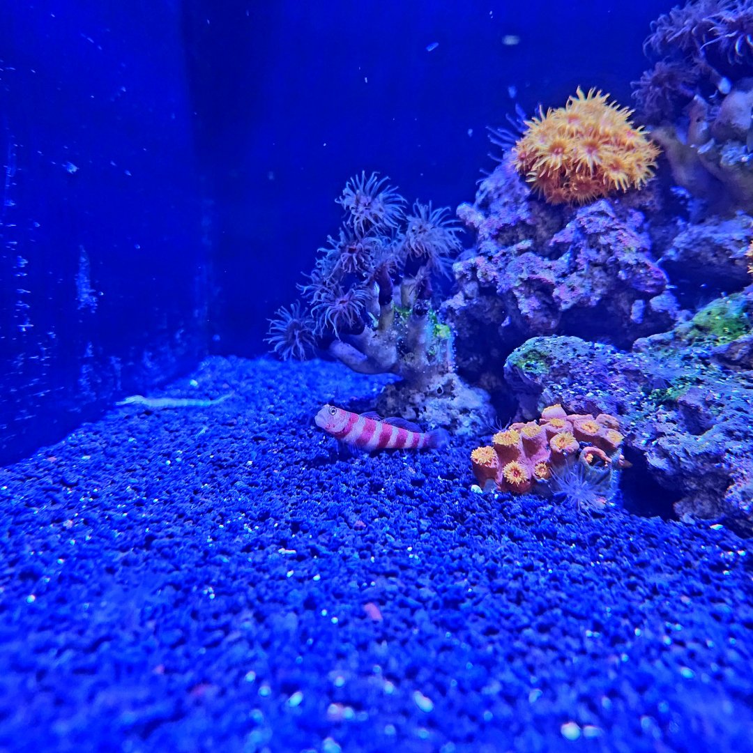 Wheeler's Shrimp Goby (Amblyeleotris wheeleri)