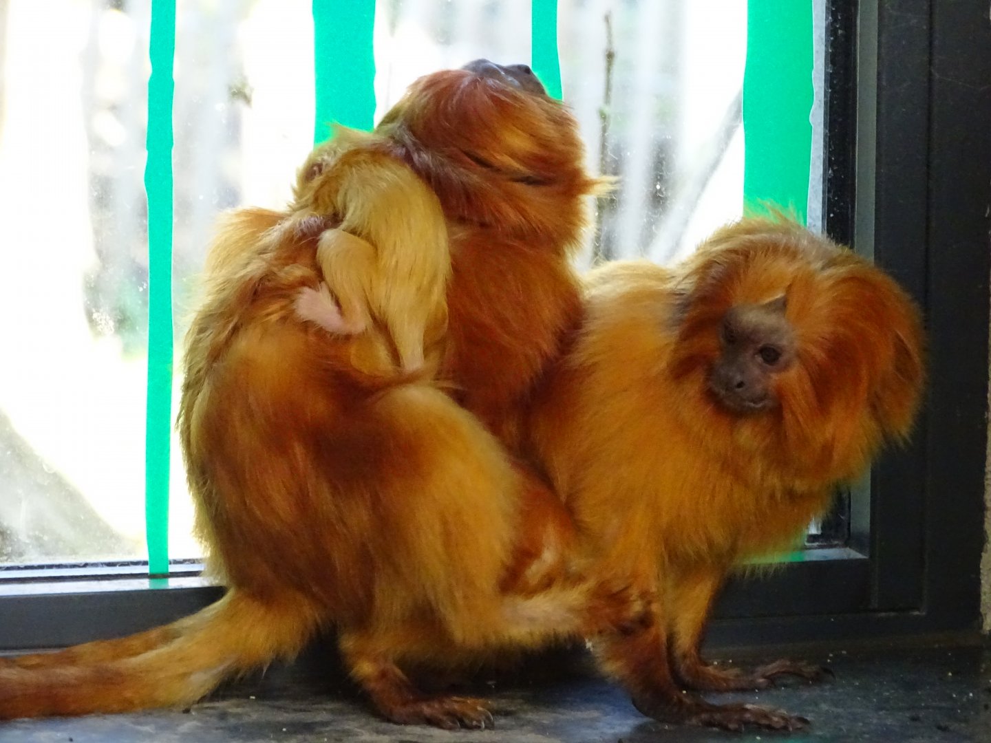 When 1 baby is not enough