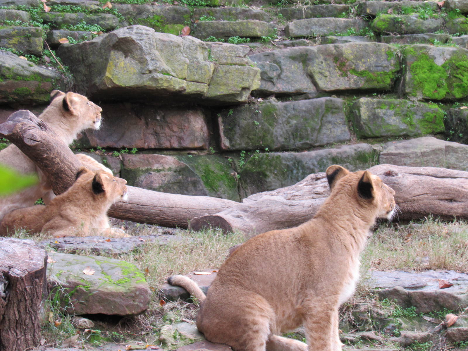 When a Helicopter Flys By...