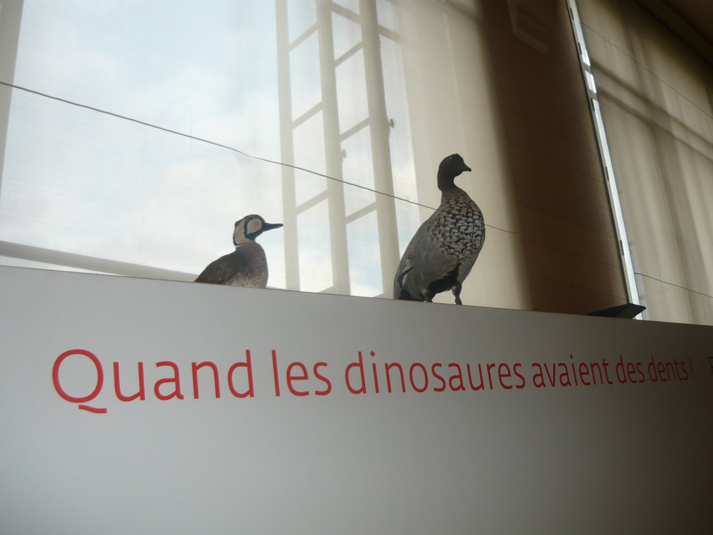 When chickens have teeth!