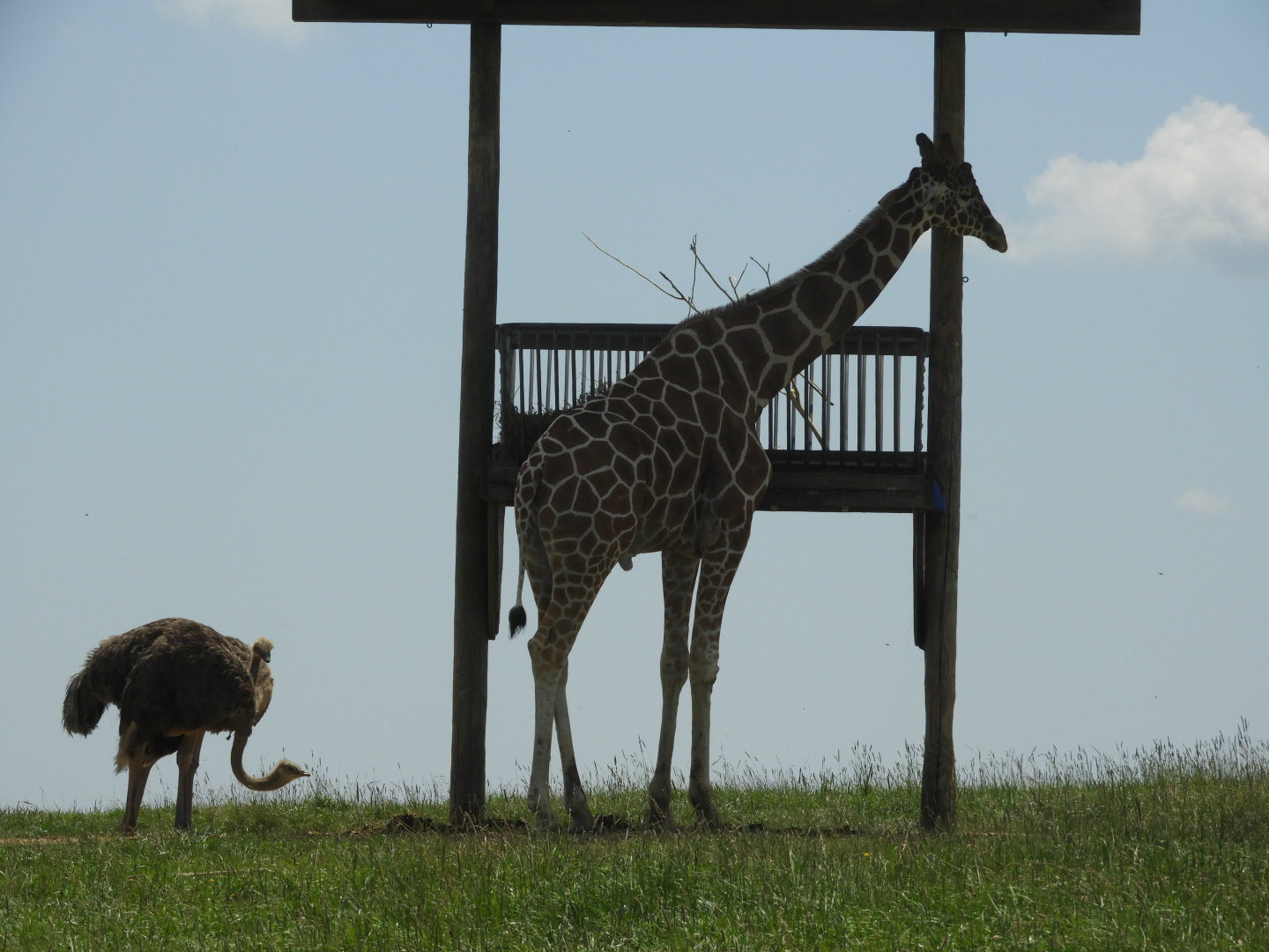 When even ostriches look tiny...