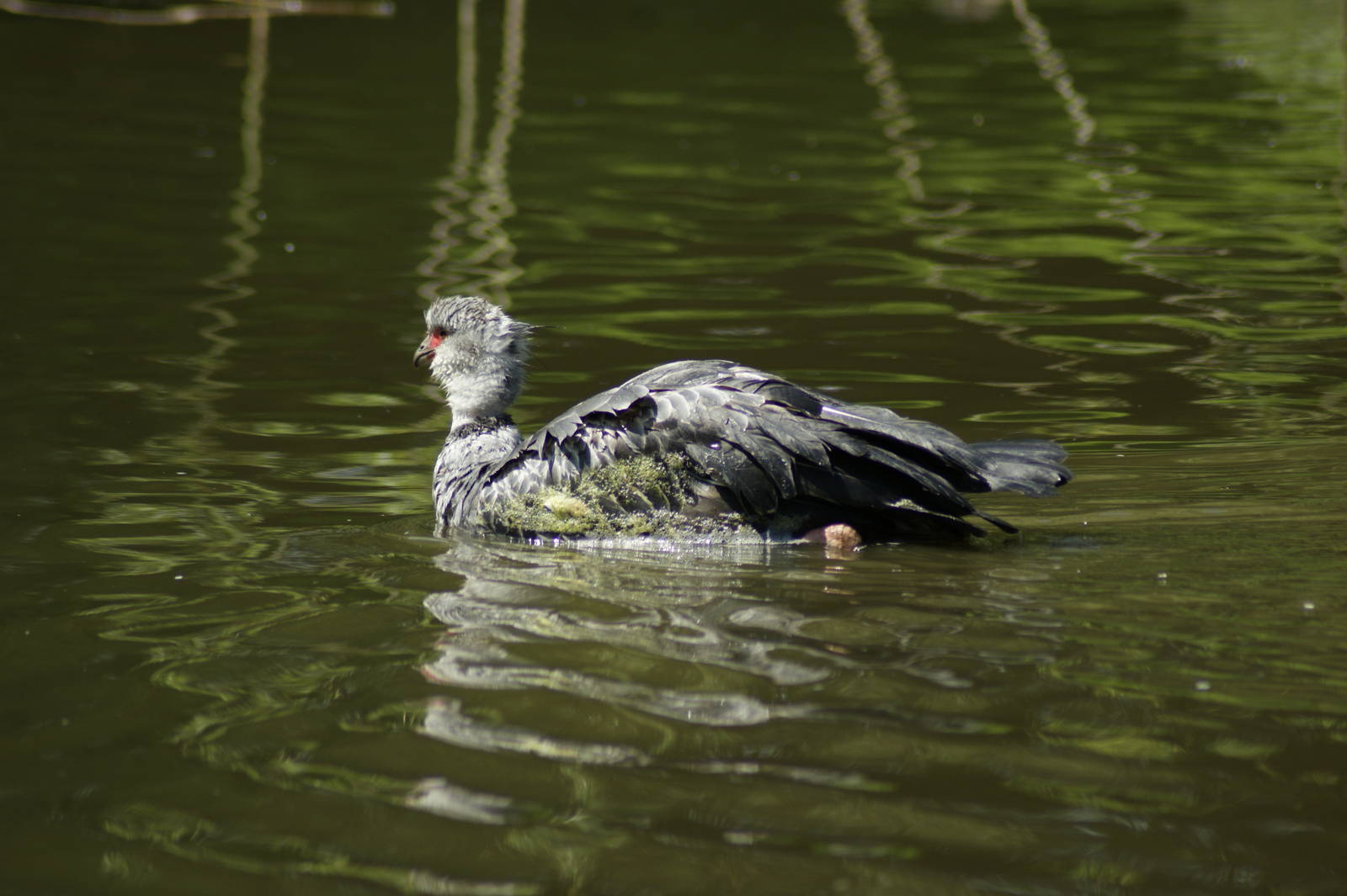 When I grow up I will turn pink and be a flamingo!!!
