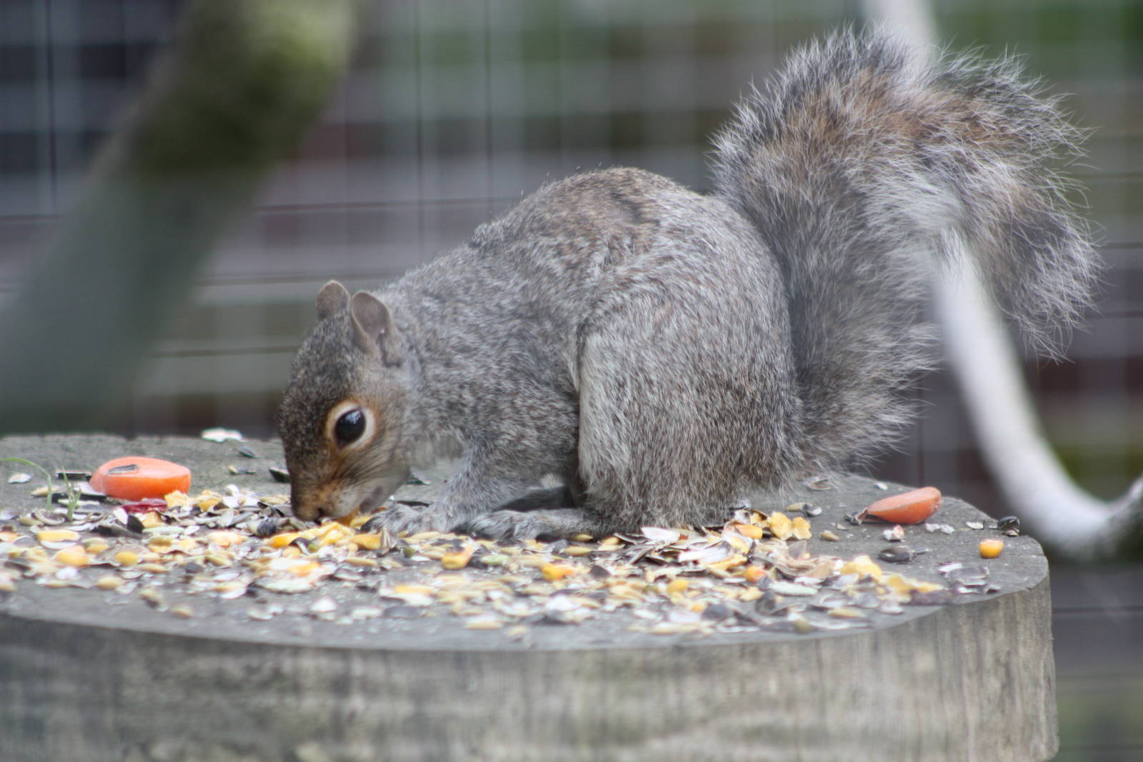 When Millie and Monty had finished feeding......, 8th June 2014