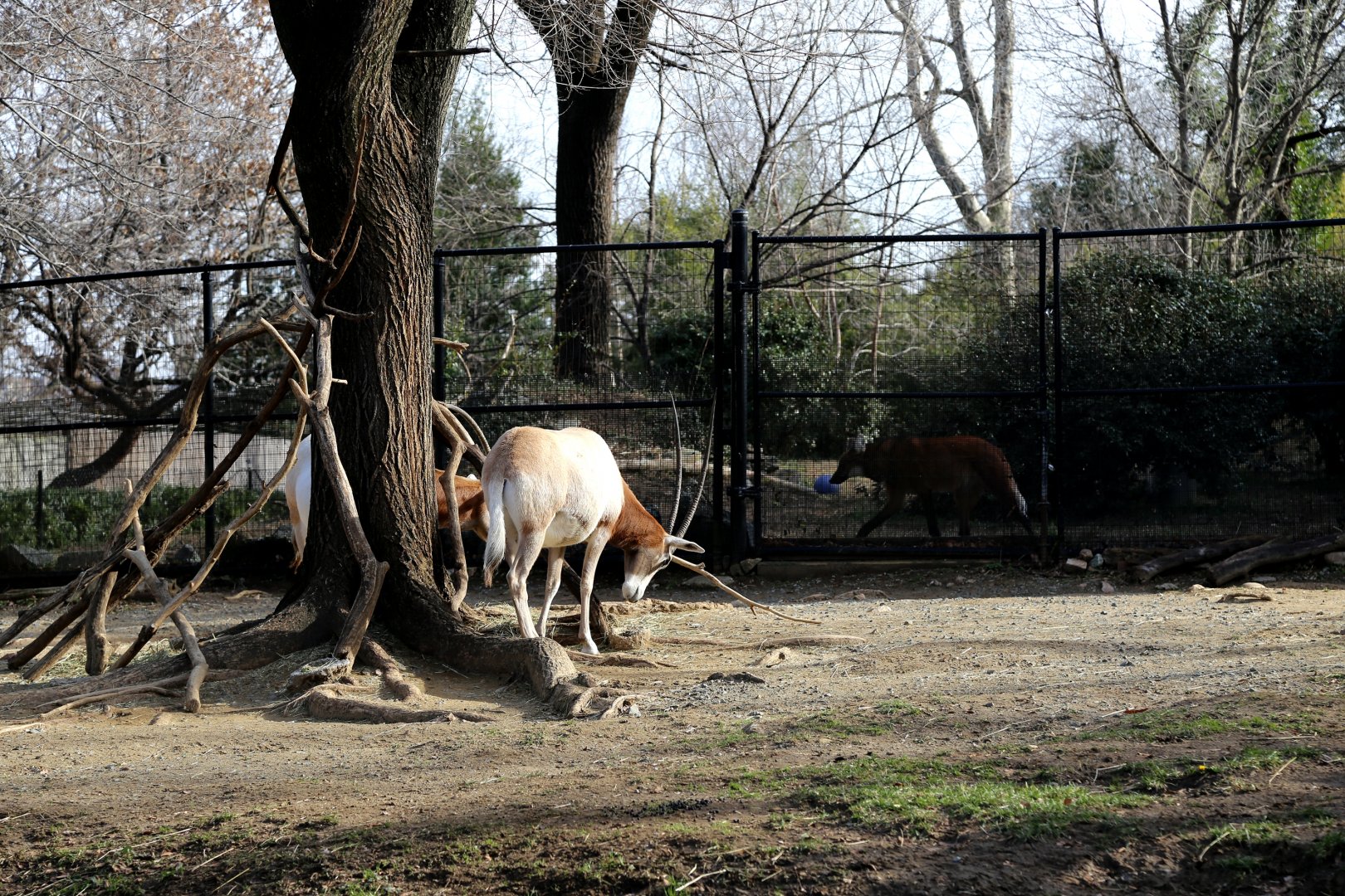 When North Africa Meets South America, December 2016