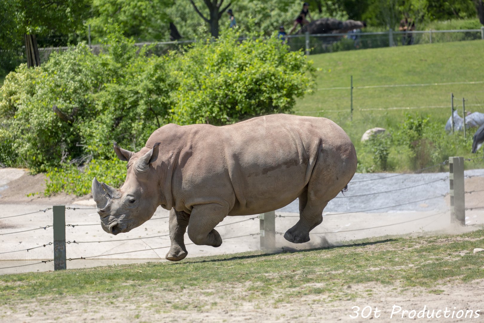 When rhinos can fly...