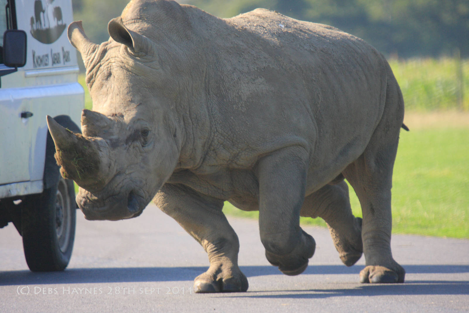 When Rhinos Get Rowdy..!!