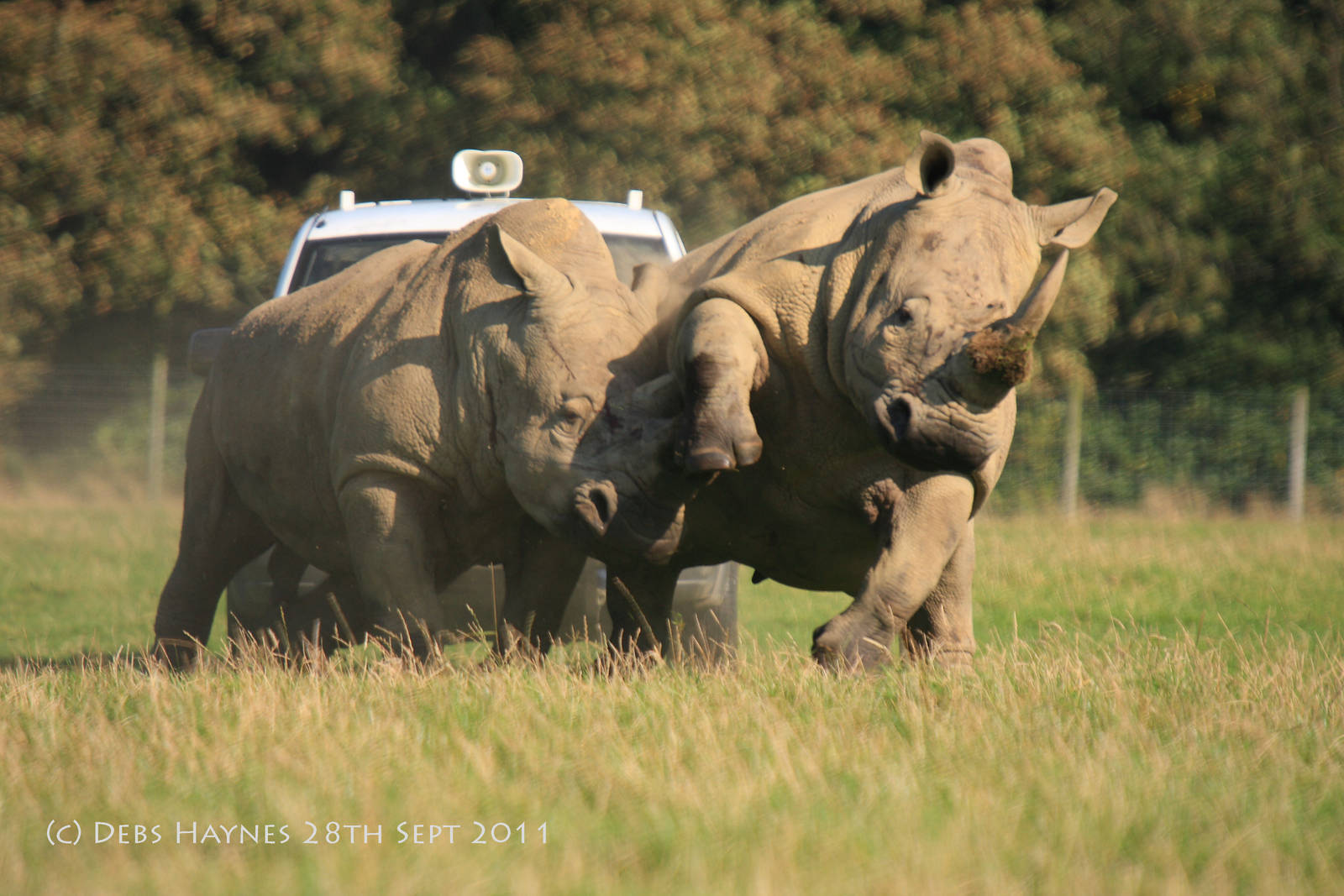 When Rhinos Get Rowdy..!!