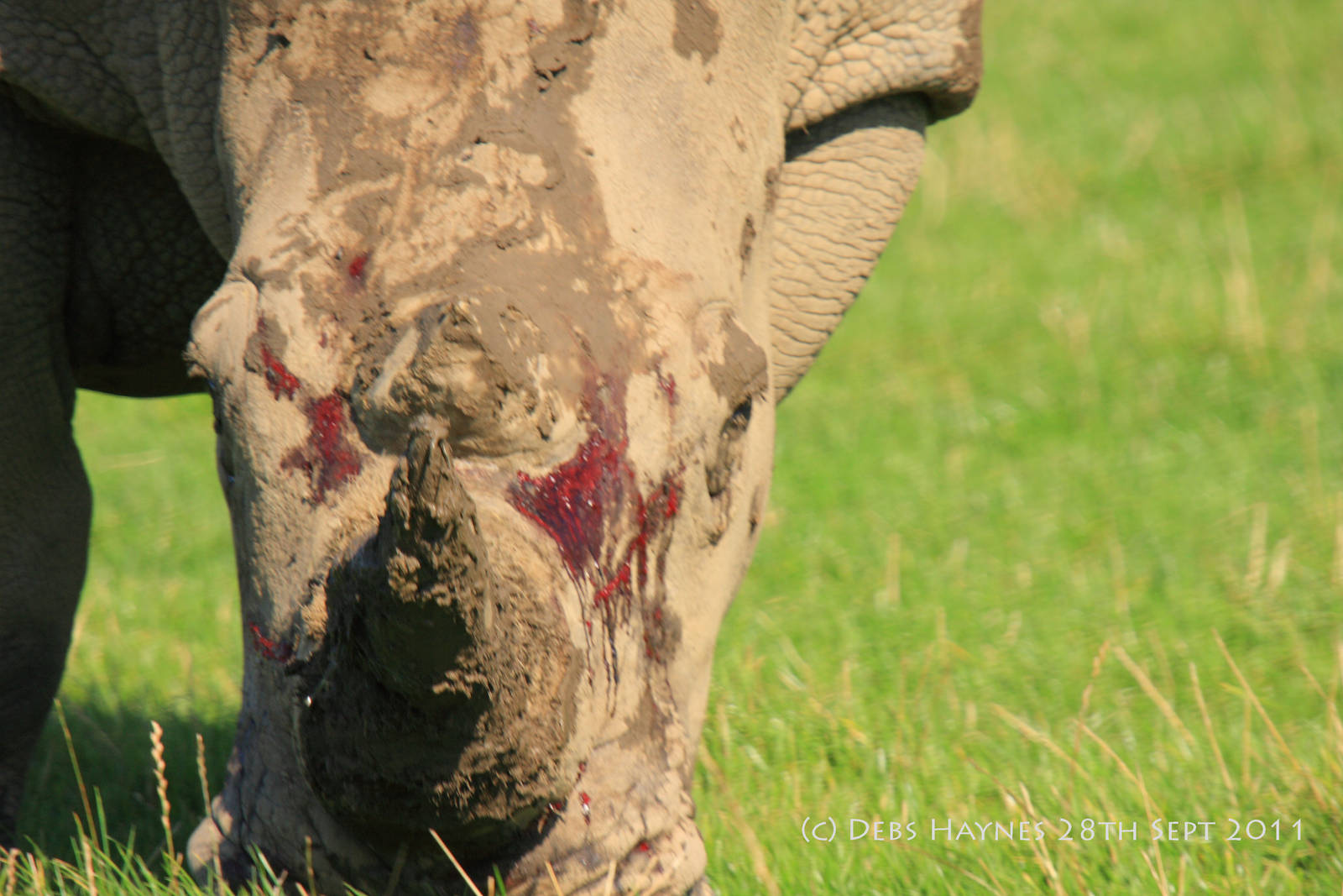 When Rhinos Get Rowdy..!!