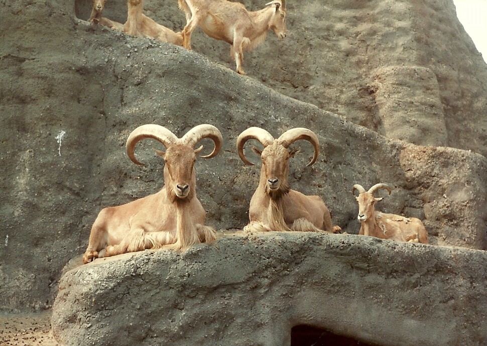 When the Mappins were the Mappins, early 1980s