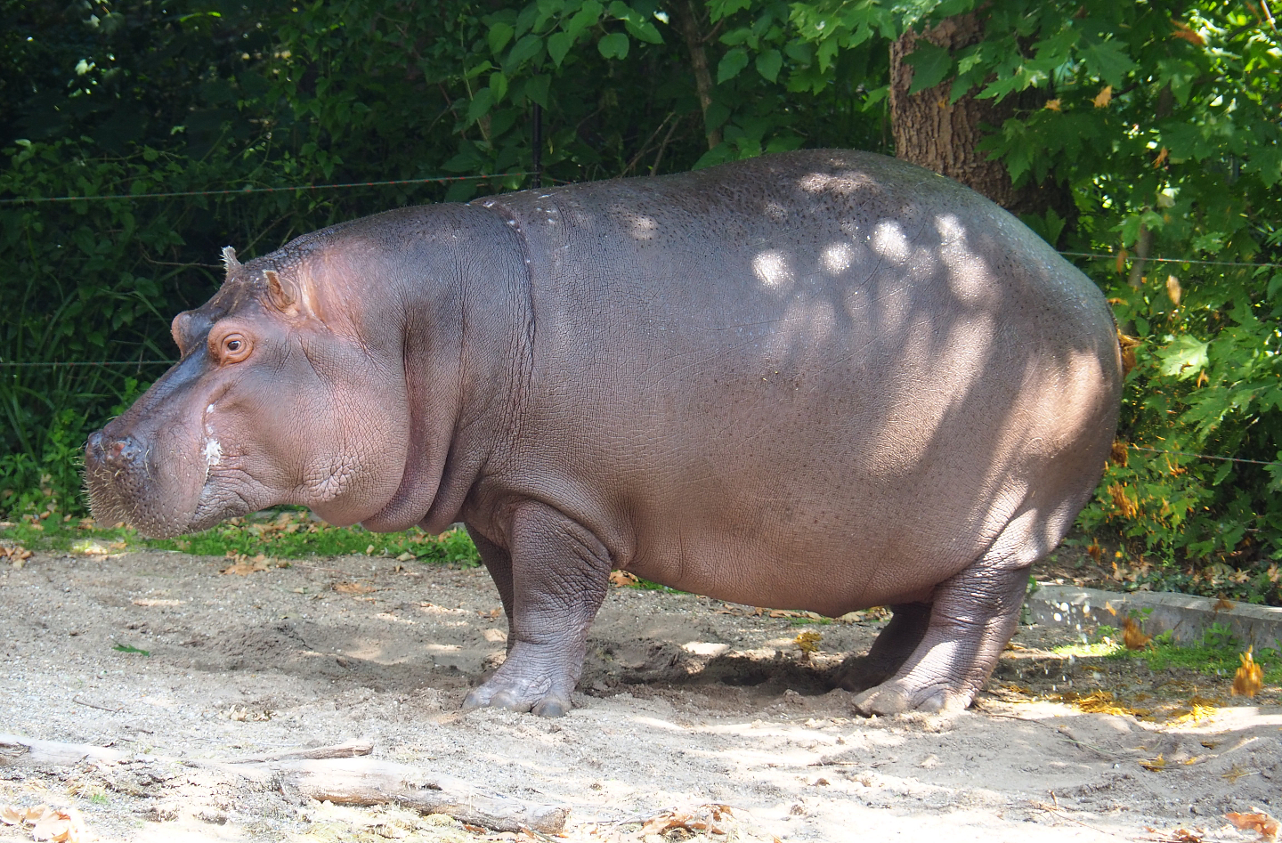 When the poop hits the fan it's best not to stand in the splatter zone (2019-06-22)