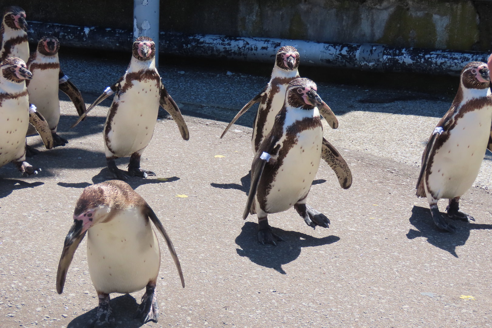 When the squad waddle into town