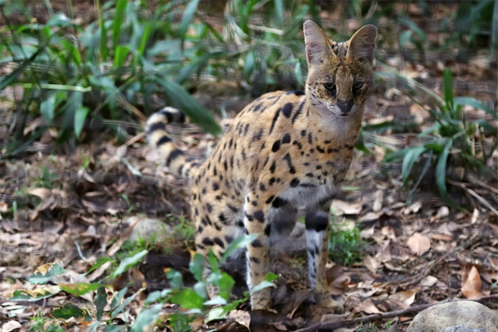 When You're Caught Pooping on Camera...