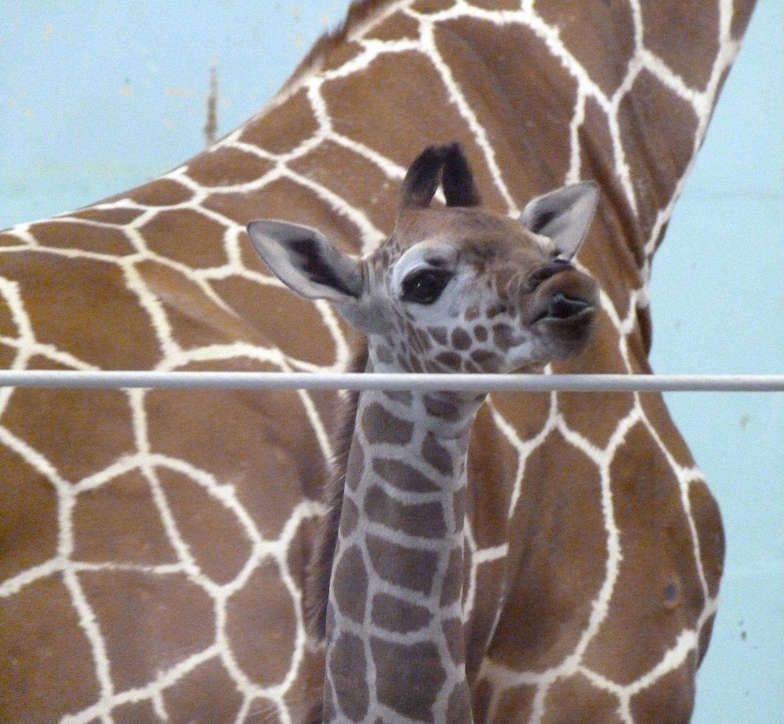 Where are my adoring fans?