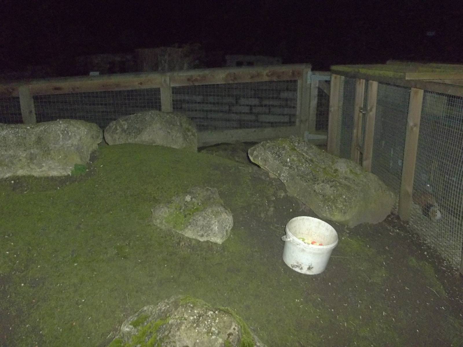 Where did the Guinea Pig go? 6th December 2014