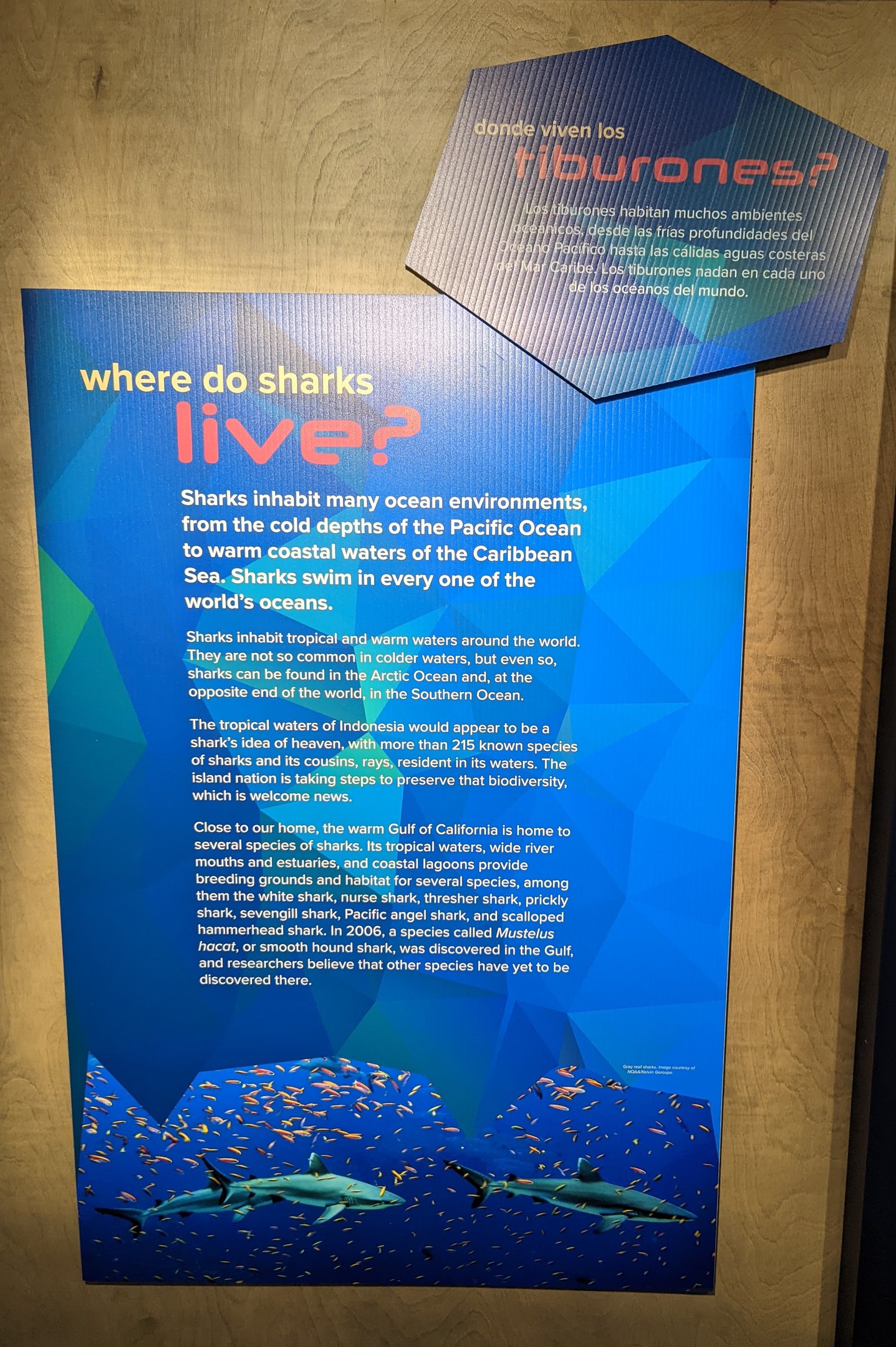 Where do sharks live? Signage