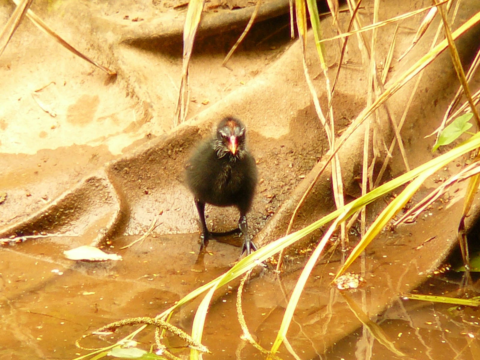 'Where is my mummy?'