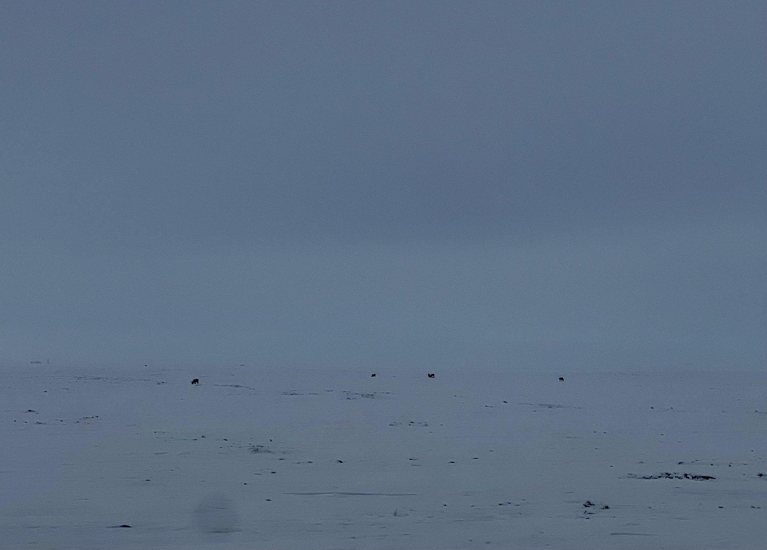 Where no one notices the contrast of white on white, between the moon and you…Caribou