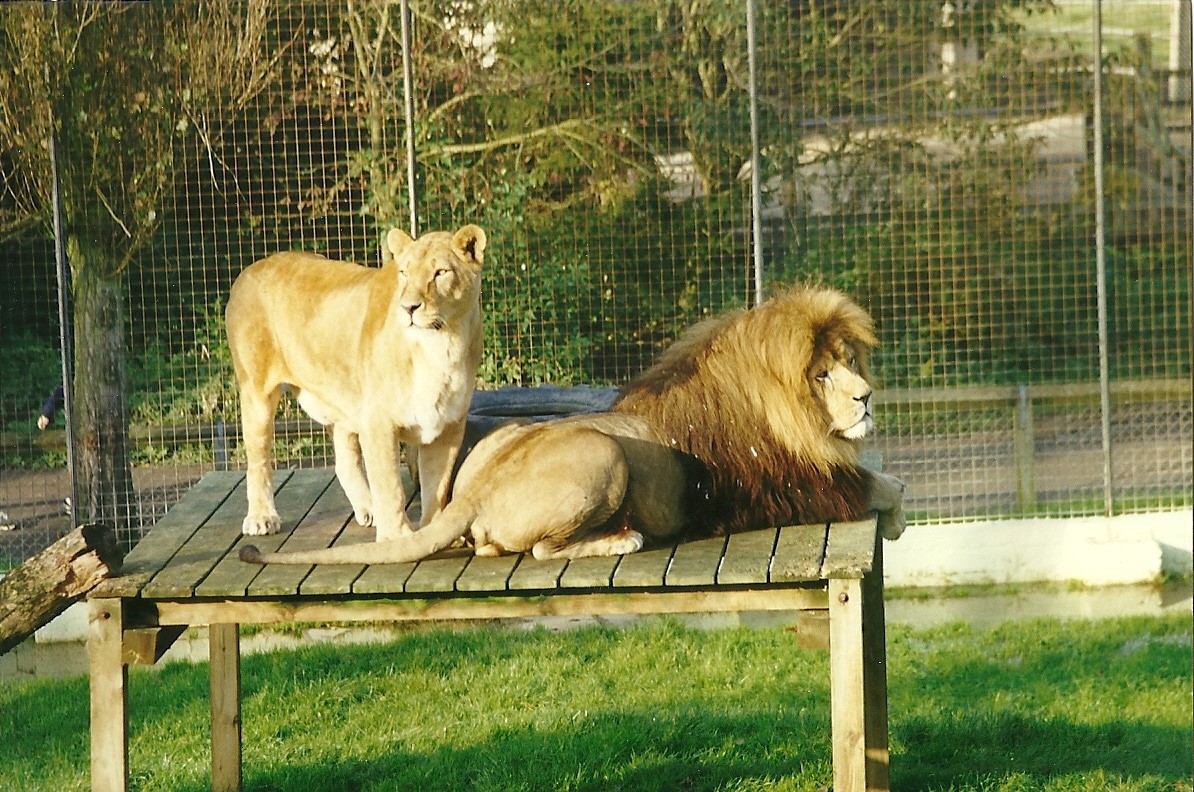 Where the Lion lounged III 17th October 1997