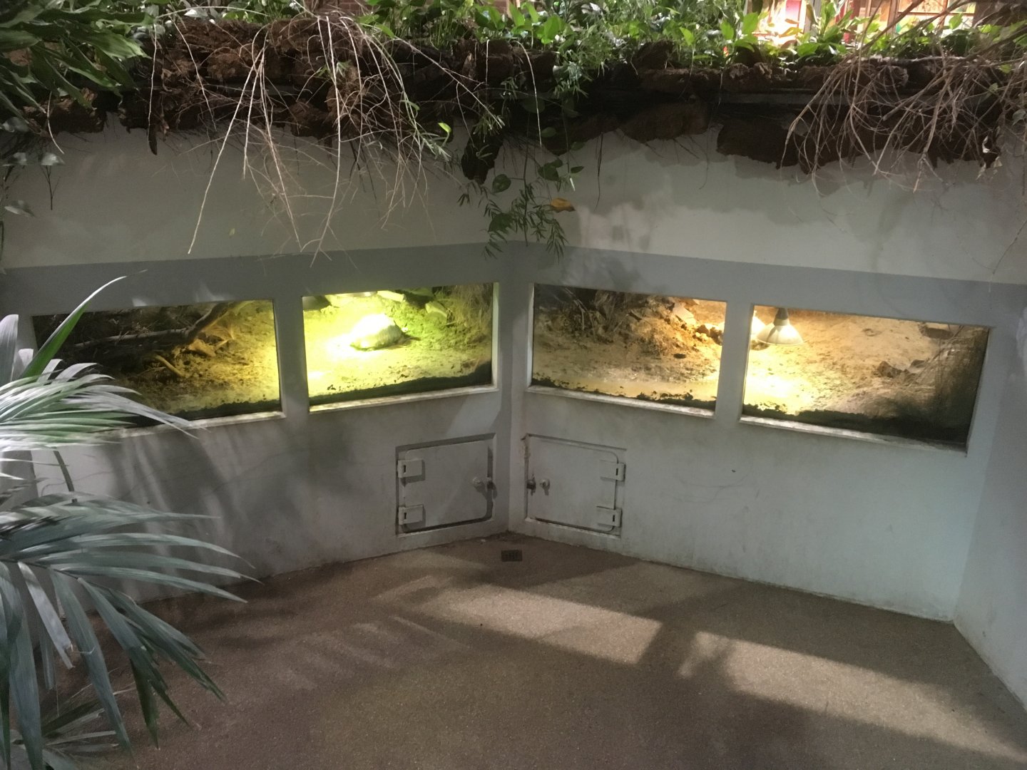 Where the manatee once swam