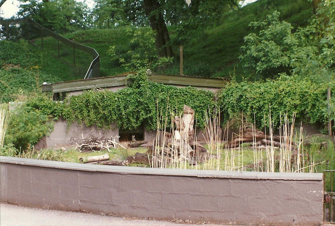 Where the Red River Hog rooted 8th June 1996