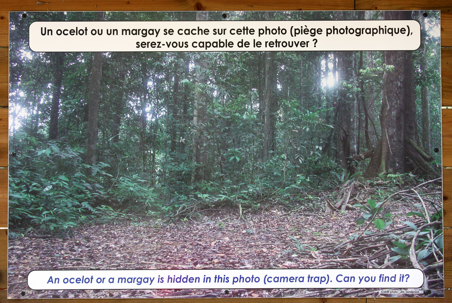 wheres waldo (the ocelot)