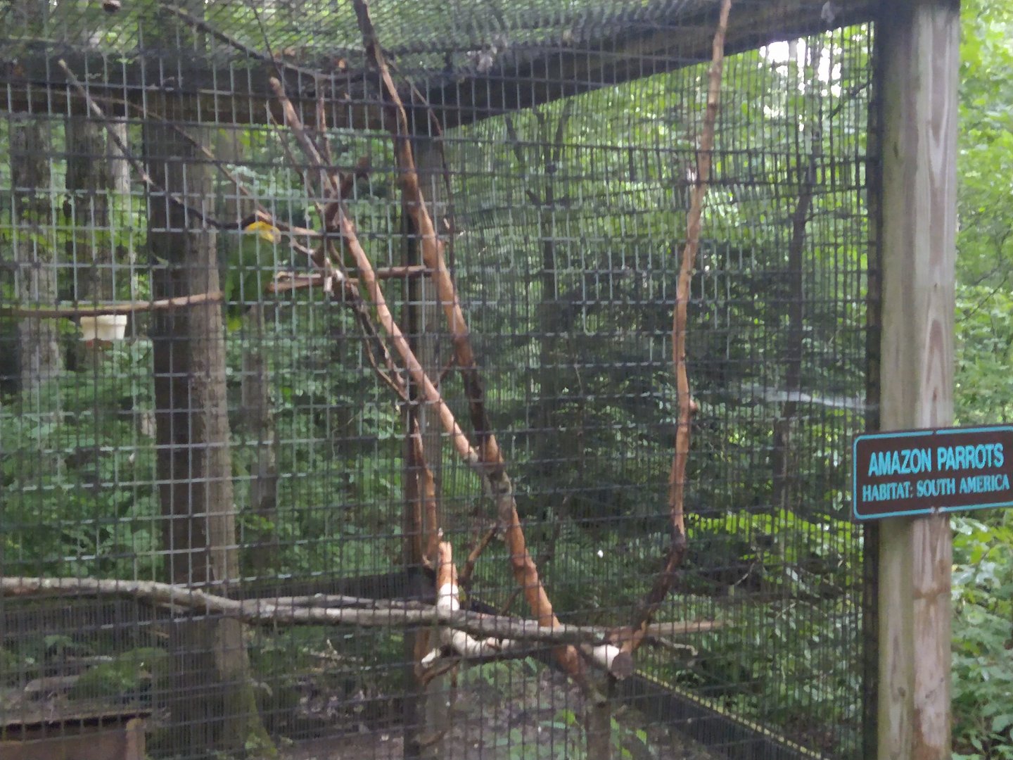 Which Amazona species is this?