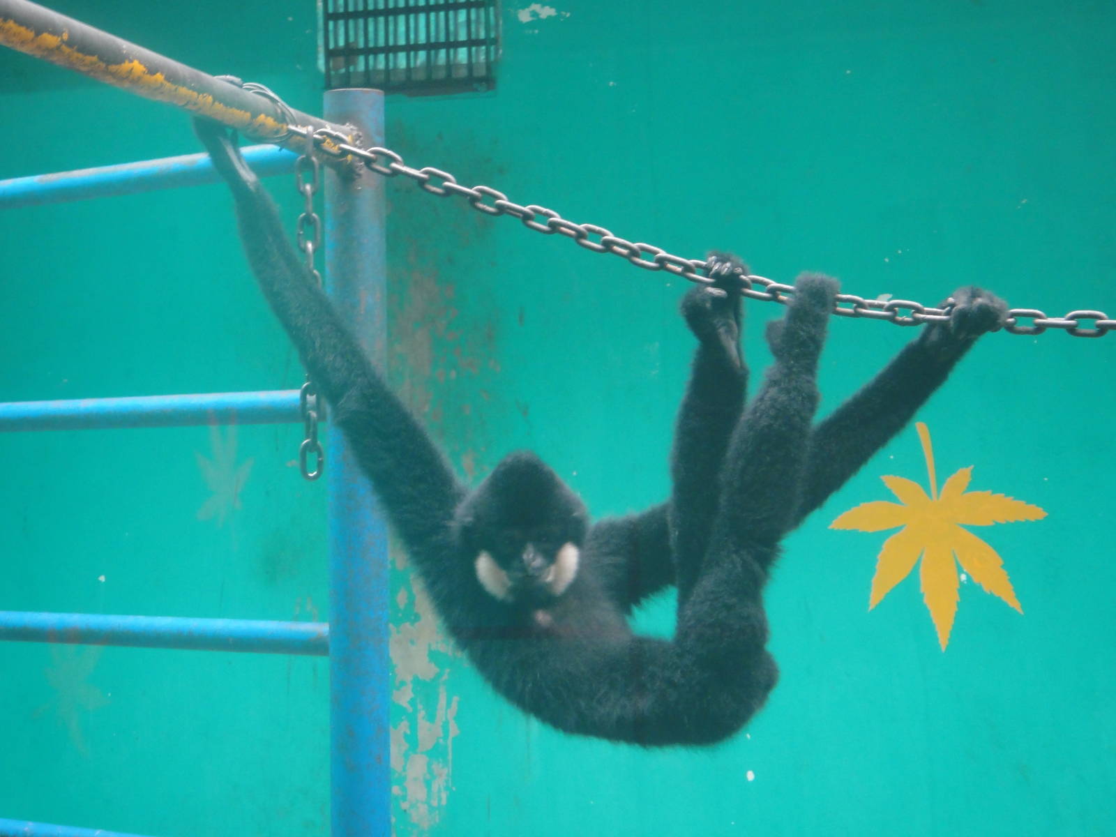 Which kind of gibbon?