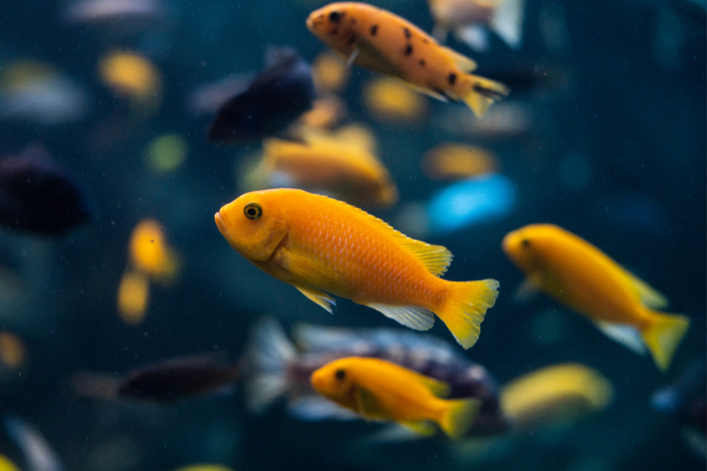 Which Malawi Cichlid species are here?