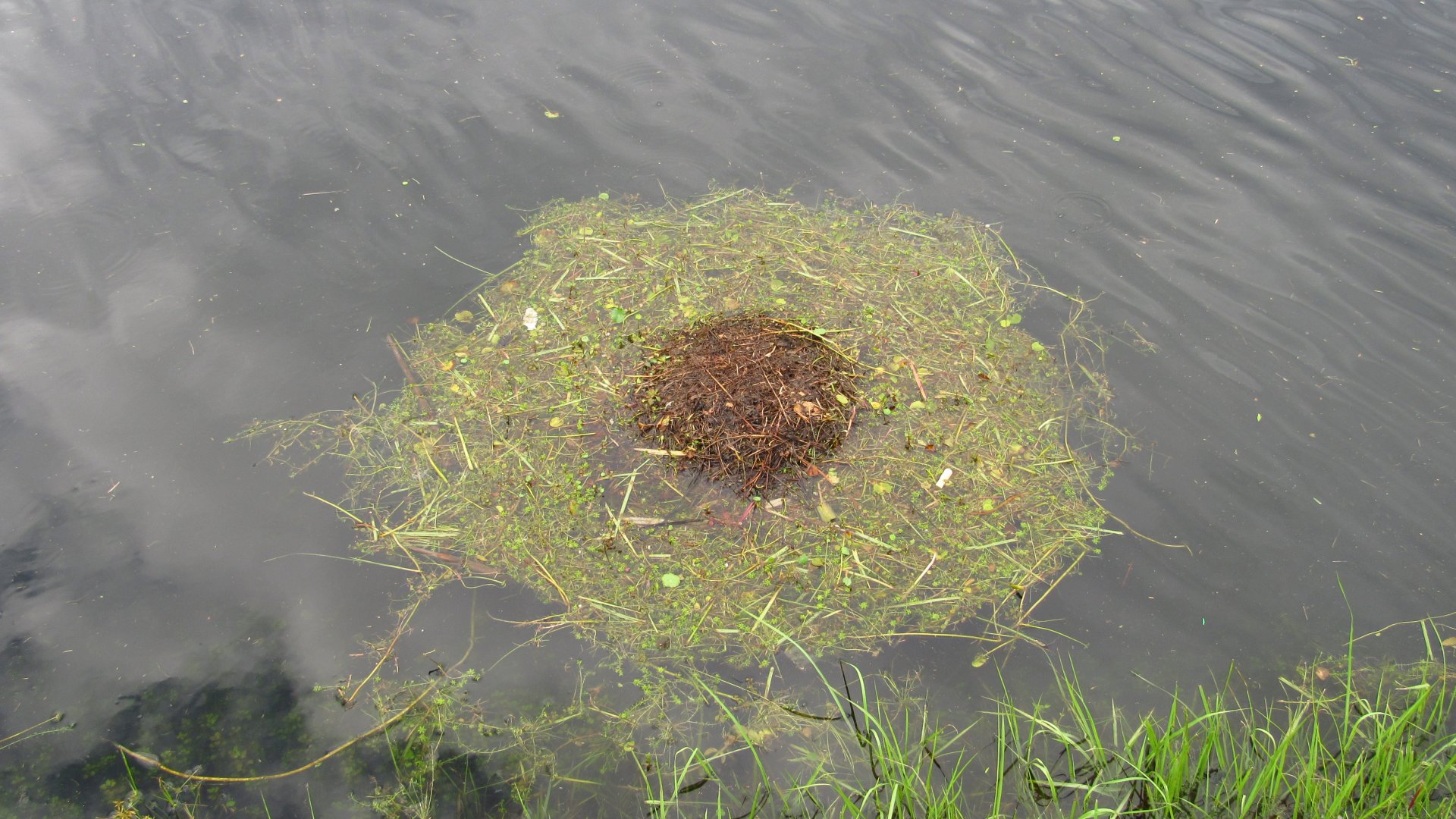 Which species is nesting here?