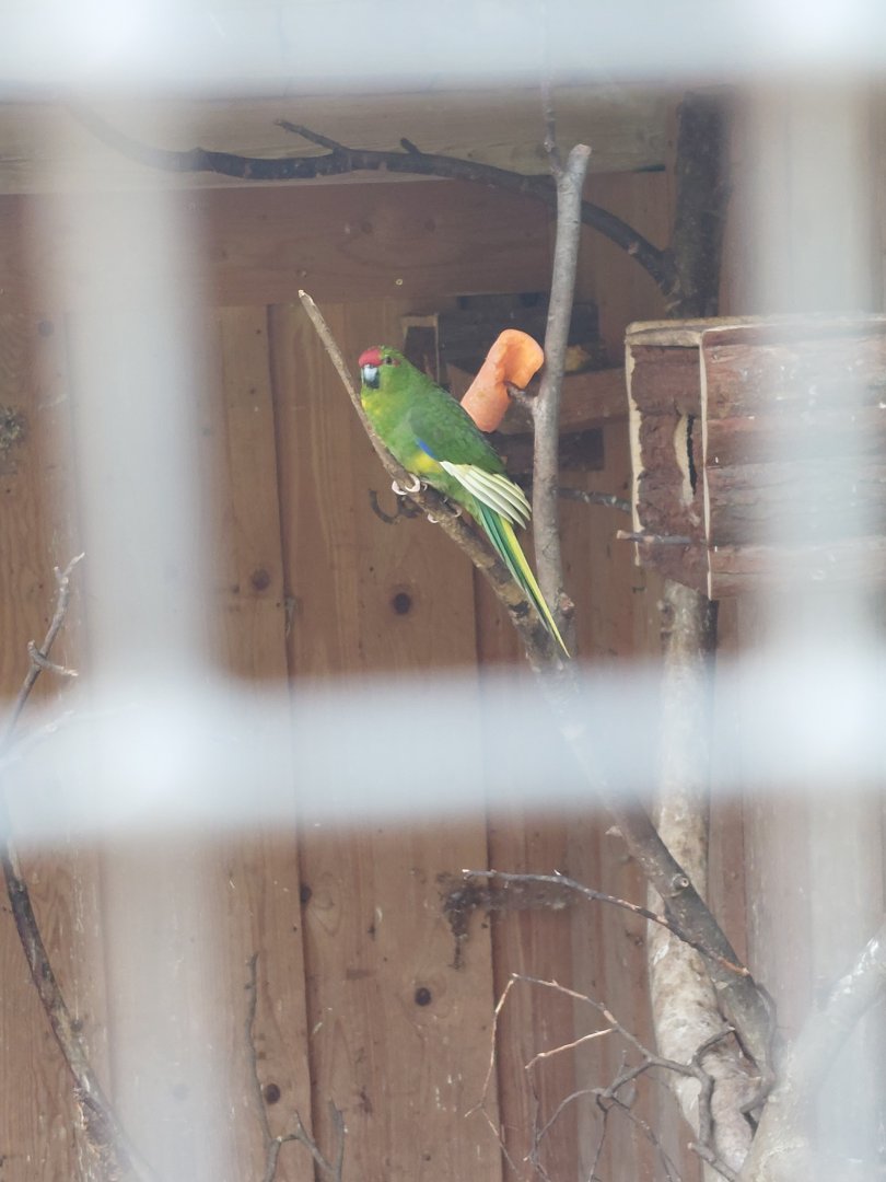 Which species of parrot is this