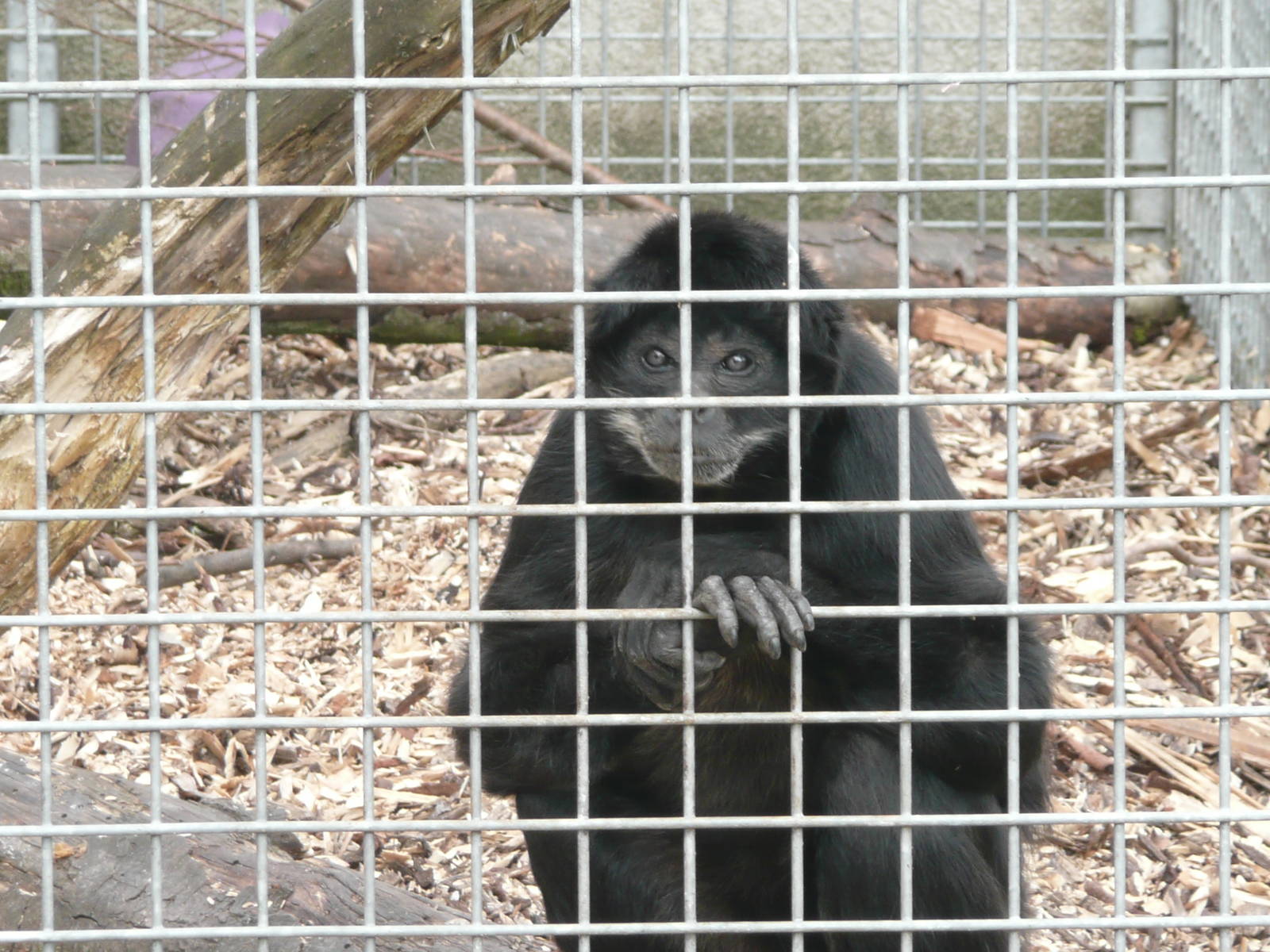 Which species of Spider Monkey ?