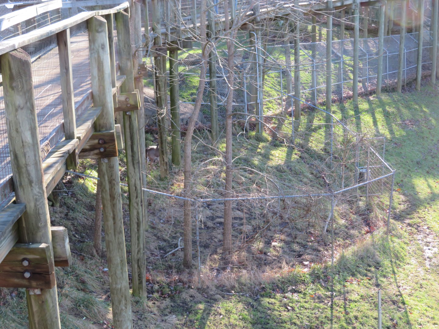 Whiite-tailed Deer Exhibit (part)