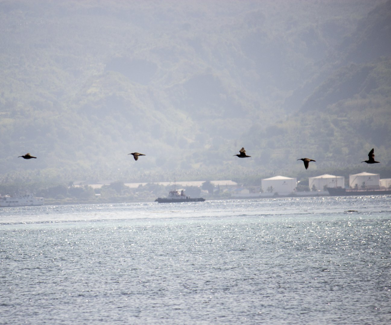 Whimbrel, Numenius phaeopus variegatus