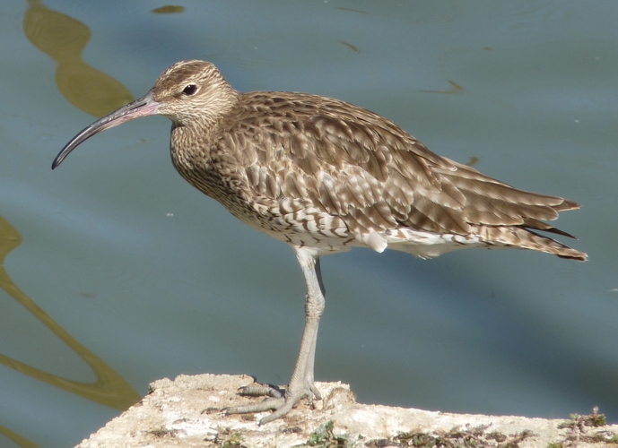 Whimbrel (Numenius phaeopus)