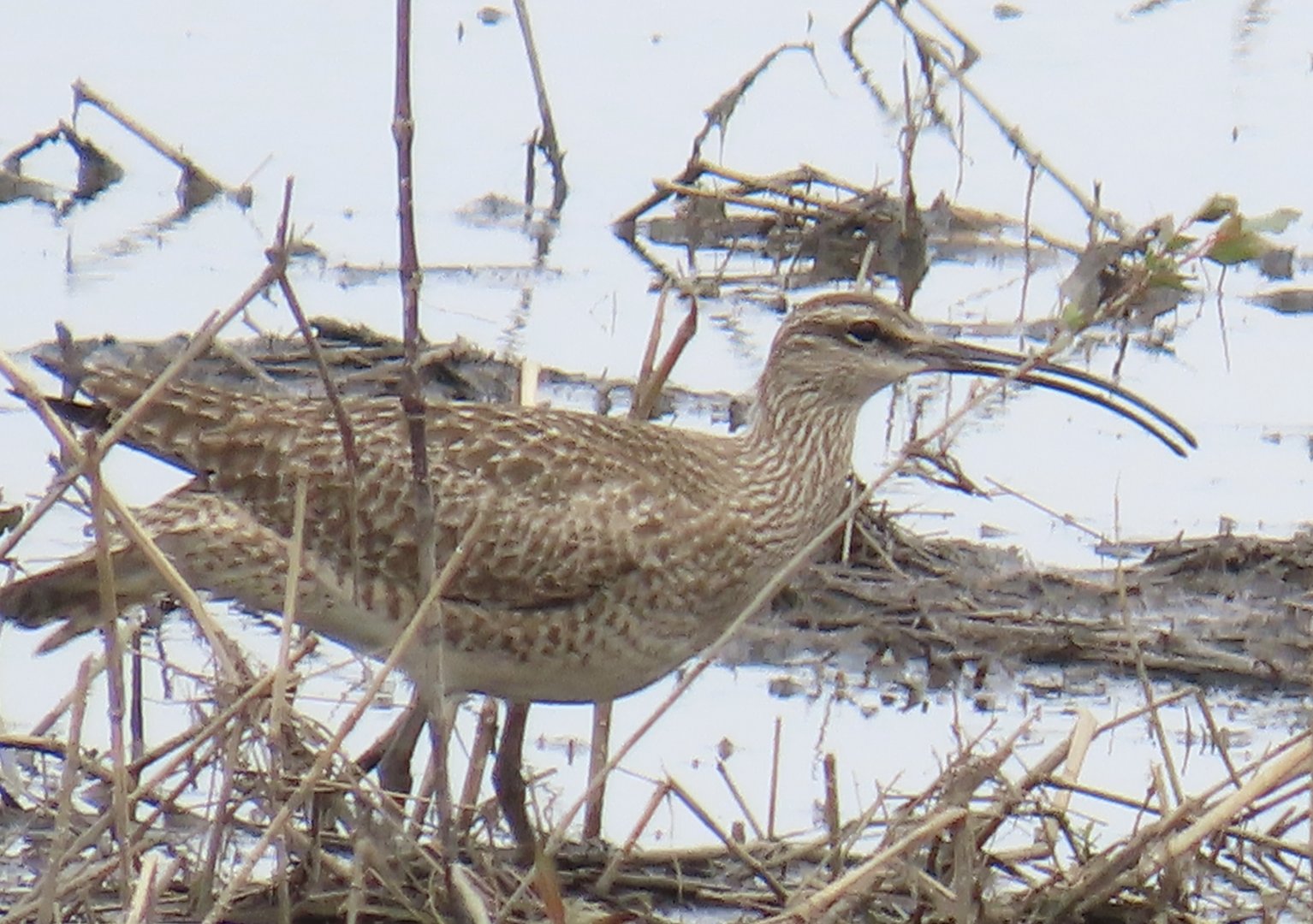 Whimbrel (Numenius phaeopus)