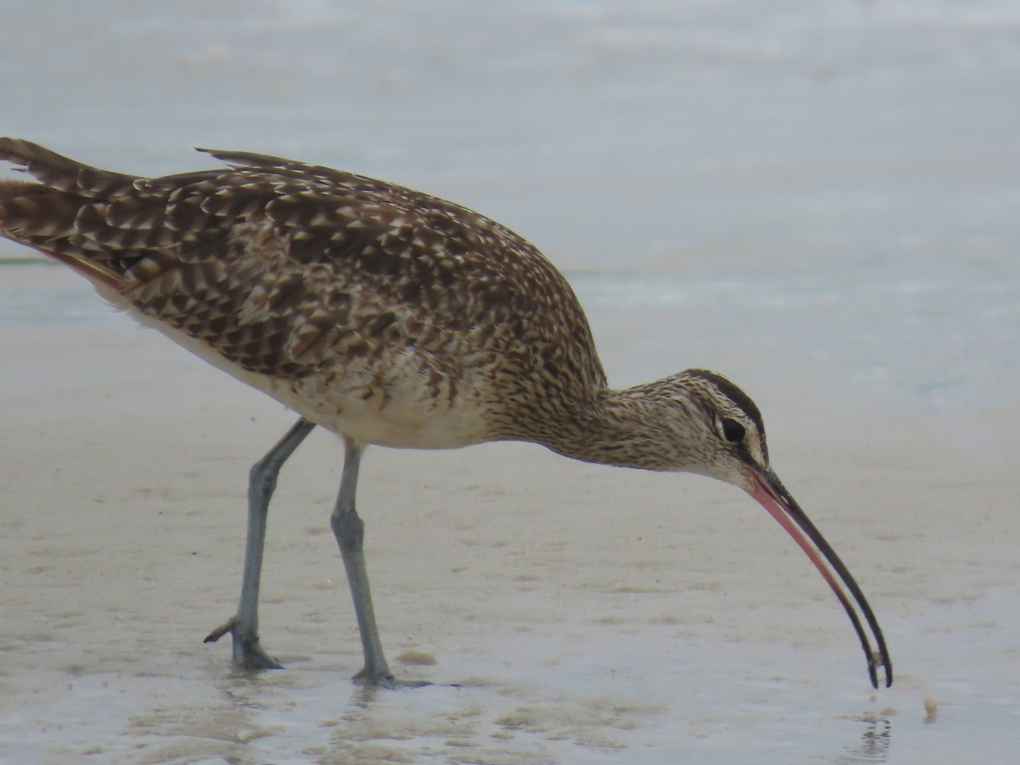 Whimbrel (Numenius phaeopus)